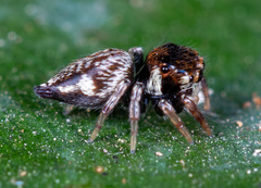 Ptocasius
