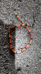 Micrurus diastema alienus