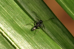 Leptomyrmex burwelli