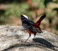 Phoenicurus leucocephalus