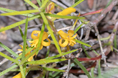 Persoonia juniperina