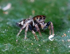 Ptocasius