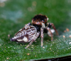 Ptocasius