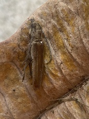 Aneflus glabropunctatus