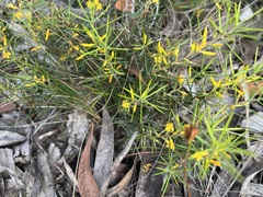 Persoonia juniperina