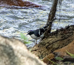 Enicurus schistaceus