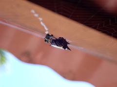 Gasteracantha cancriformis