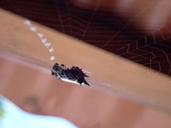 Gasteracantha cancriformis