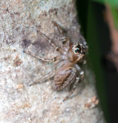 Colyttus