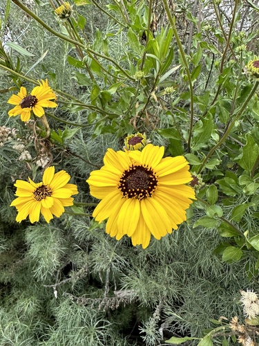 iNaturalist observation photo of California brittlebush
