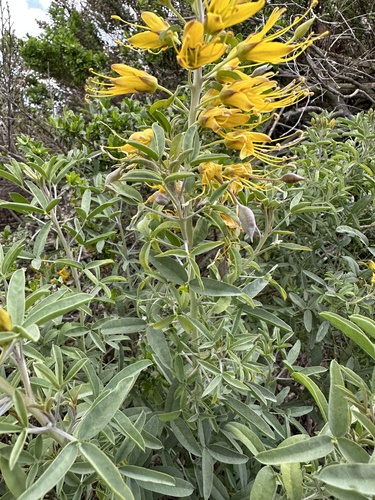 iNaturalist observation photo of Bladderpod