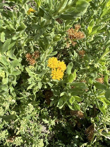 iNaturalist observation photo of Coastal Goldenbush