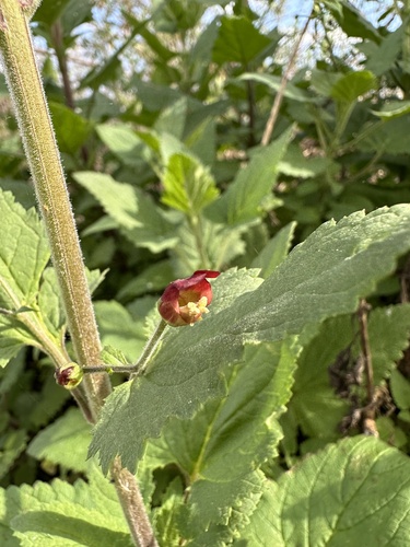 iNaturalist observation photo of California beeplant