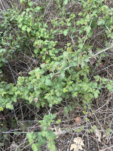 iNaturalist observation photo of trailing blackberry