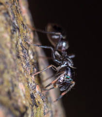 Myrmarachnini