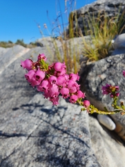 Erica tenella