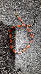 Micrurus diastema alienus