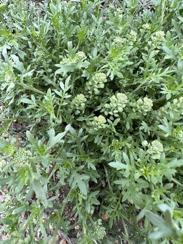 iNaturalist observation photo of Veiny Pepperweed