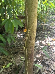 Anolis osa