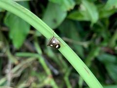 Paracritheus trimaculatus