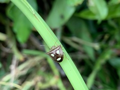 Paracritheus trimaculatus