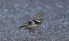 Dendronanthus indicus