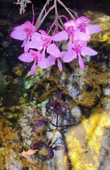 Disa marlothii