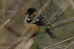 Sporophila morelleti