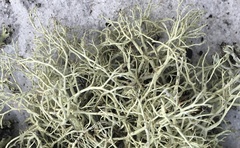 Cladonia subsetacea