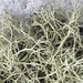 Cladonia subsetacea - Photo no hay derechos reservados, subido por Sterling Herron