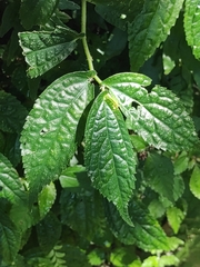 Elatostema platyphyllum
