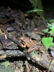 Leptodactylus mystaceus
