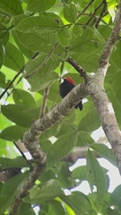 Ceratopipra mentalis