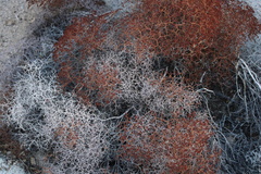 Eriogonum heermannii