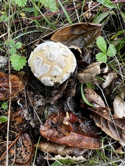Amanita velosa