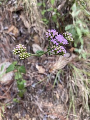Fleischmannia pycnocephala