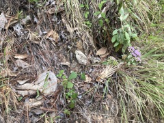 Fleischmannia pycnocephala