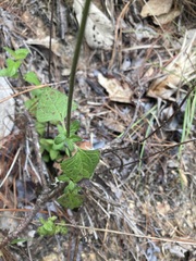 Fleischmannia pycnocephala