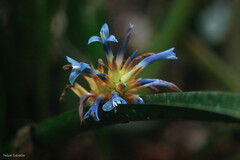 Quesnelia augustocoburgi