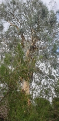 Eucalyptus viminalis viminalis