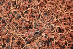 Eriogonum heermannii