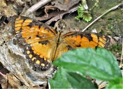 Byblia anvatara acheloia