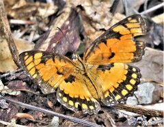 Byblia anvatara acheloia
