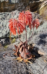 Aloe comptonii
