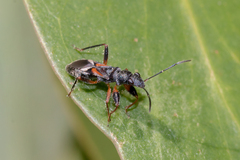 Daerlac cephalotes