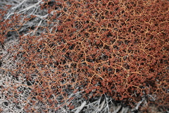 Eriogonum heermannii