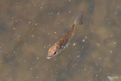 Acanthopagrus butcheri