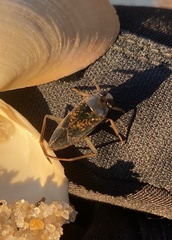 Notonecta irrorata
