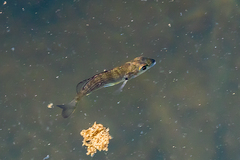 Acanthopagrus butcheri