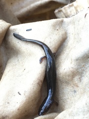 Stereochilus marginatus